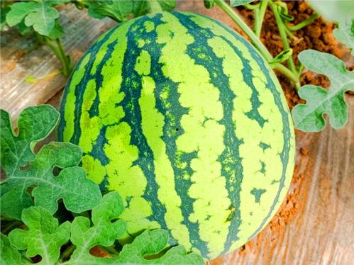 搜吃瓜网36wcc,揭秘搜吃瓜网背后的热门话题与热议事件