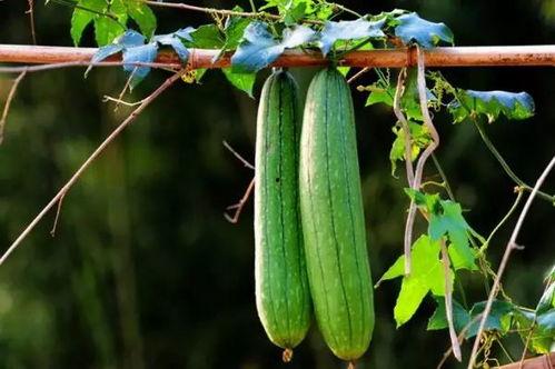 吃瓜网官网17,带你领略网络娱乐新风向