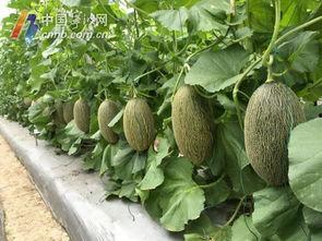 宁波吃瓜网红,宁波网红吃瓜达人带你探秘当地美食江湖