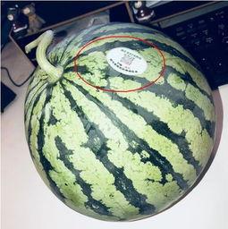 广西南宁网红吃瓜,瓜果飘香，甜蜜诱惑