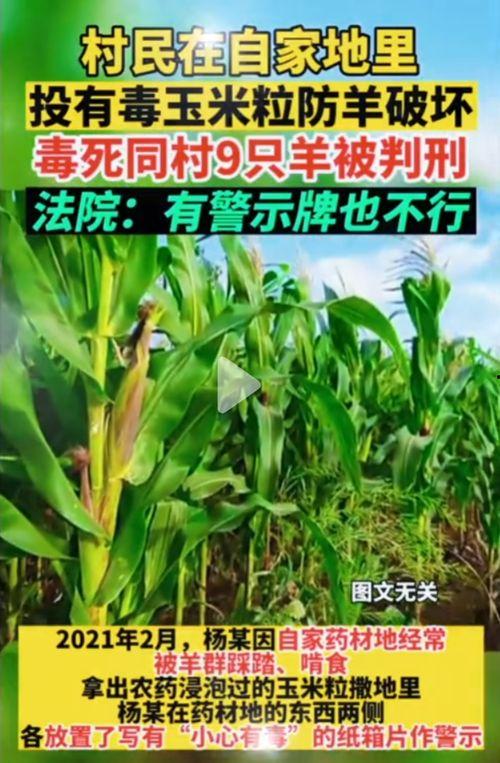 51官方入门网吃瓜,揭秘吃瓜群众的快乐源泉