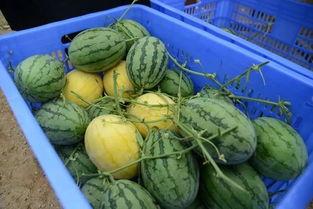 网黄吃瓜,揭秘娱乐圈背后的秘密与八卦