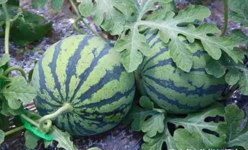 网黄吃瓜,揭秘娱乐圈背后的秘密与八卦