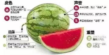 微信免费吃网红的瓜最新