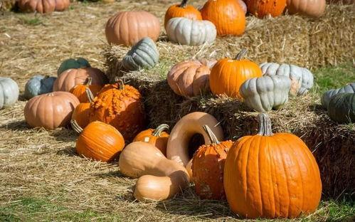 新疆吃瓜网红是谁呀图片