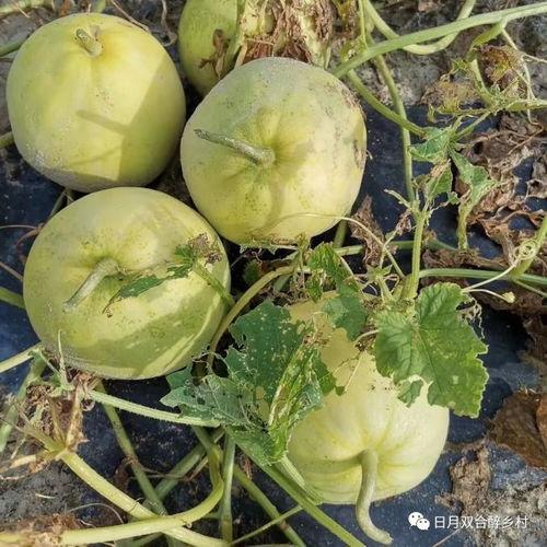 吃瓜网不同线路,揭秘热门事件背后的真相与细节