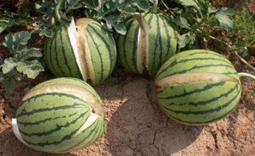 青岛吃瓜网红事件真相,揭秘背后真相与网络舆论风暴