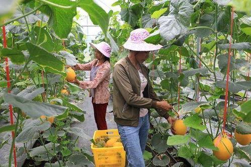 网红吃瓜云南怒江的,探寻云南秘境的美食与风情