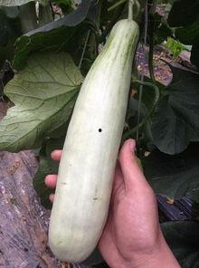 网红吃瓜云南怒江的,探寻云南秘境的美食与风情