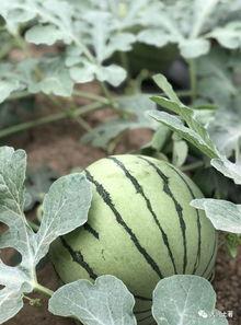 吃瓜的康县网红,揭秘网络红人的魅力与争议