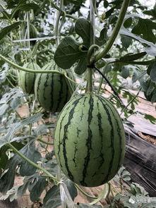 吃瓜的康县网红,揭秘网络红人的魅力与争议