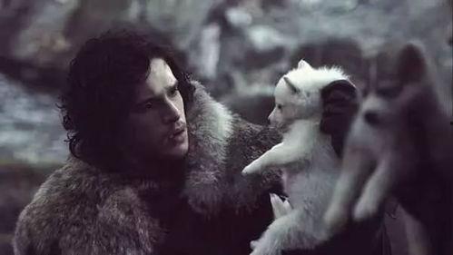 吃瓜的雪诺别当网红,从吃瓜达人到网红之路