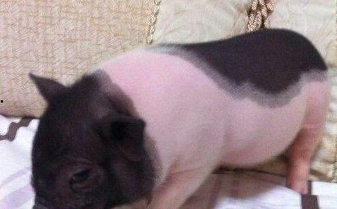 抖音网红宠物猪吃瓜,萌态可掬引网友热议