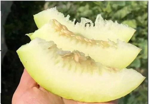 圣华女学院吃瓜干片网,揭秘吃瓜干片网的神秘魅力