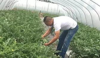 固始网红吃瓜事件来龙去脉,揭秘网络舆论的风云变幻