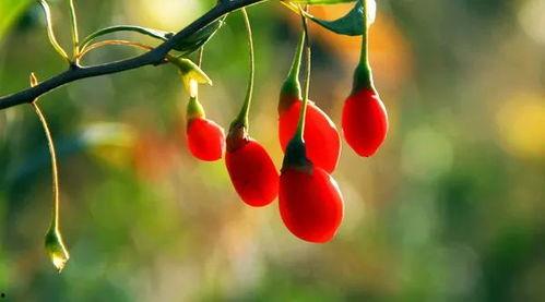 网红吃瓜圣女果,一场视觉与味蕾的双重盛宴