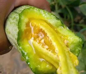 网红有什么瓜吃的