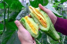 滨州吃瓜网红,带你领略美食与娱乐的双重魅力