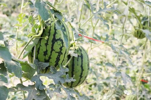 四川吃瓜网红,带你领略麻辣美食与趣味生活