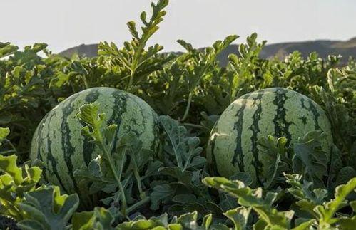 四川吃瓜网红,带你领略麻辣美食与趣味生活