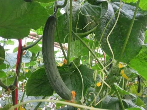 博雅网红吃瓜视频,揭秘娱乐圈幕后真相