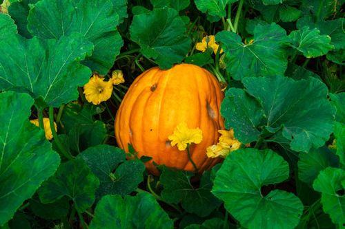 吃瓜百万网红排行榜最新,揭秘热门网红背后的故事与影响力