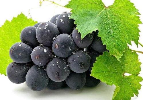 网红吃瓜葡萄视频