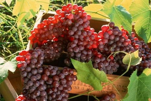 网红吃瓜葡萄视频