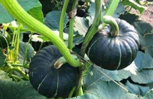 网红吃瓜金伊娜是谁啊,瓜界风云人物