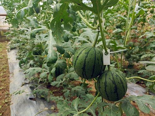 五一短剧吃瓜官网