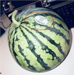 吃瓜湖南网红,揭秘网红圈层的热辣话题