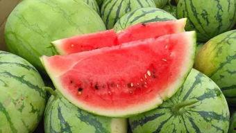 甘肃陇南网红炎阳吃瓜,陇南网红带你领略甘肃特色美食之旅