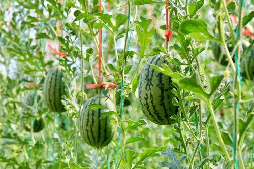 江西吃瓜网,揭秘江西本土美食背后的故事与传说