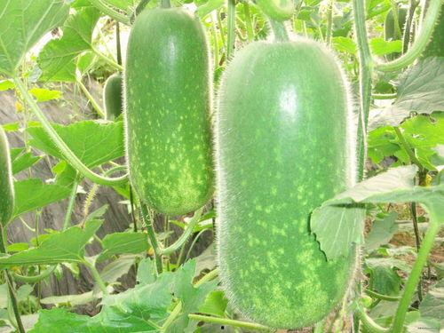 网红吃葫芦瓜视频大全,趣味视频大盘点！