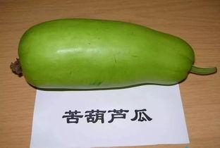 网红吃葫芦瓜视频大全,趣味视频大盘点！