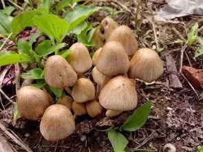 17c吃瓜官网蘑菇,揭秘网络红人背后的神秘力量