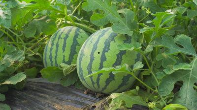 茂名网红吃瓜视频曝光,揭秘背后惊人真相