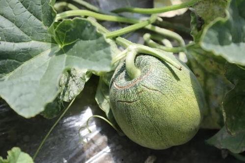 一起吃瓜官网 蘑菇,一起吃瓜官网带你探索美味与营养的完美结合