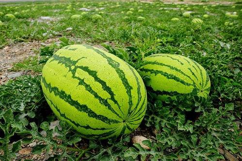 高端网红吃瓜视频大全下载,高清视频大全下载攻略  第3张