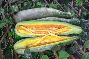 网红吃瓜2000,揭秘娱乐圈幕后真相 第2张 网红吃瓜2000,揭秘娱乐圈幕后真相 第2张