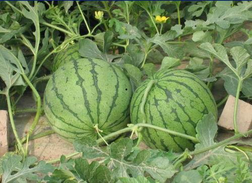 绍兴网红吃瓜事件 第1张 绍兴网红吃瓜事件 第1张