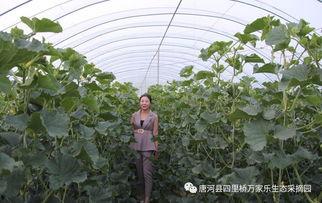 网红吃瓜大集合图片高清,高清图鉴揭秘娱乐圈幕后风云  第3张