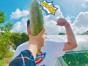 免费网红吃瓜视频大全,精彩瞬间不容错过！  第2张