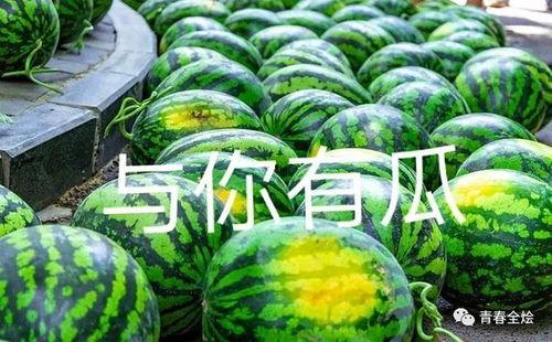 陇南康县吃瓜网红二饼  第2张