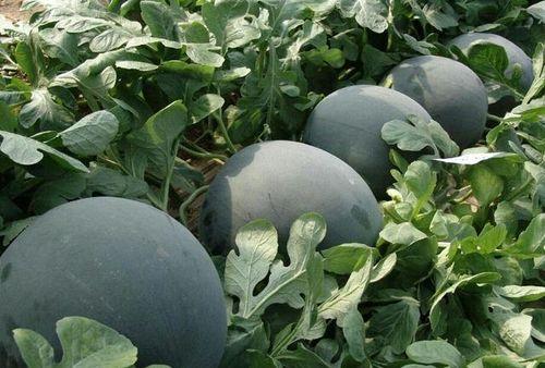 黑了吃瓜网国语,揭秘网络舆论背后的真相与争议  第1张