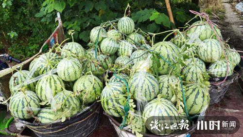 陇南吃瓜网红是谁啊视频,揭秘瓜农生活  第2张