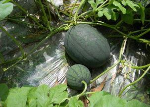 陇南吃瓜网红是谁啊视频,揭秘瓜农生活  第3张