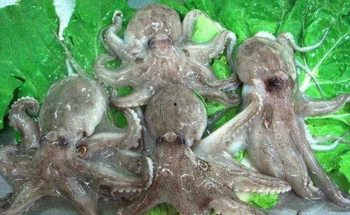 网红八爪鱼吃瓜爆料视频,揭秘娱乐圈幕后真相  第3张