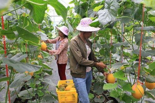 那曲网红吃瓜  第3张