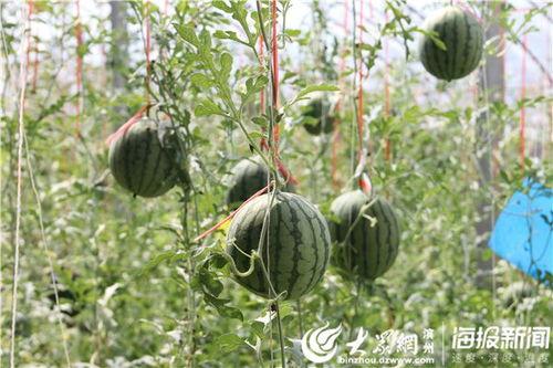 陇南网红事件吃瓜视频,吃瓜群众围观网络风云